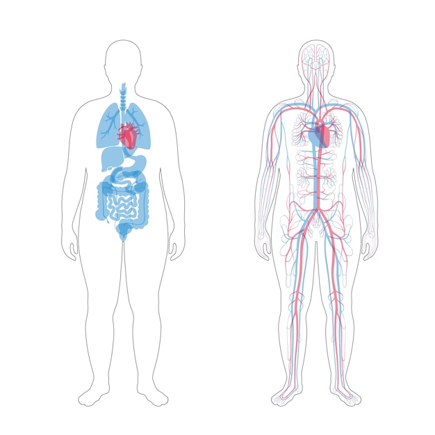 Internal organs and circulatory system