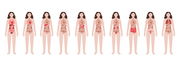 Organi interni nel corpo femminile
