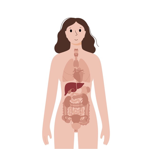 Internal organs in female body