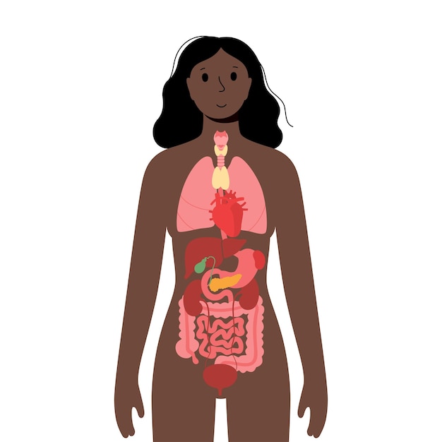 Vector internal organs in female body