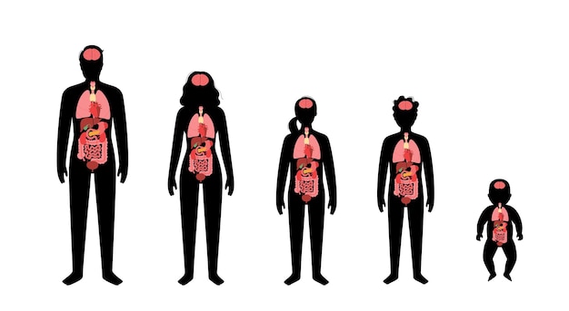 아기, 소녀, 소년, 성인 남자와 여자 실루엣의 내부 장기.