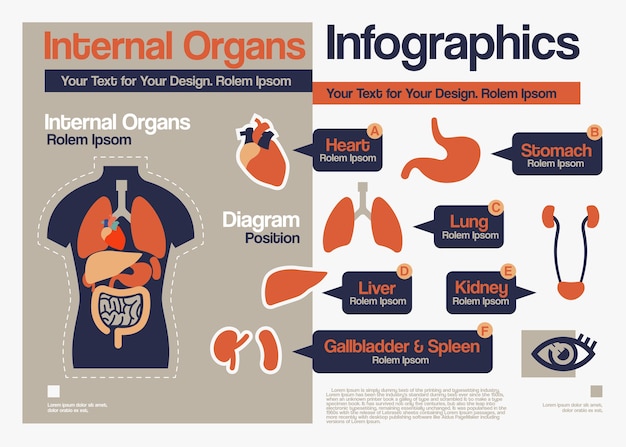 内臓のinfographics。