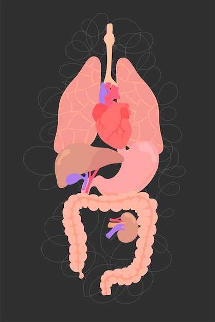 Organi interni intestino visceri polmoni cuore fegato stomaco intestino rene set per uso medico