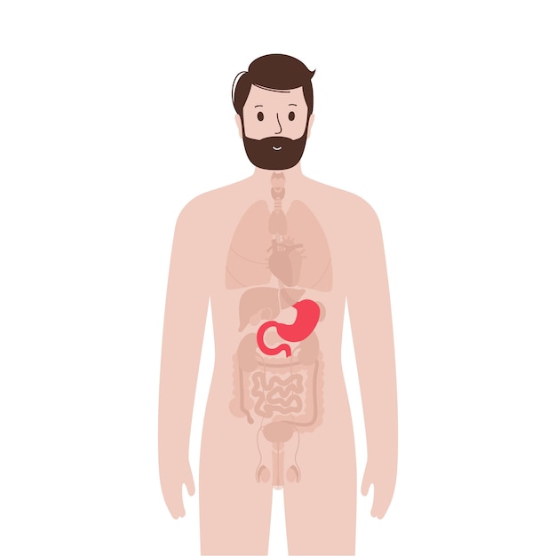 Vector internal organs in male body