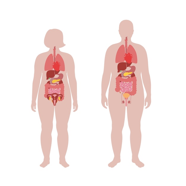 ベクトル 肥満の男性と女性の内臓
