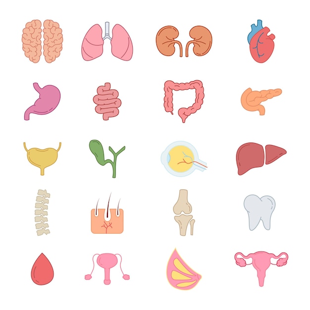 Vector internal organs and parts of the human body