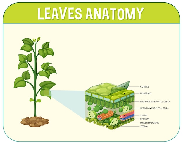 Vector internal structure of leaf diagram