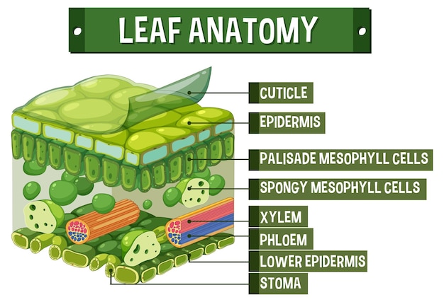 Internal structure of leaf diagram