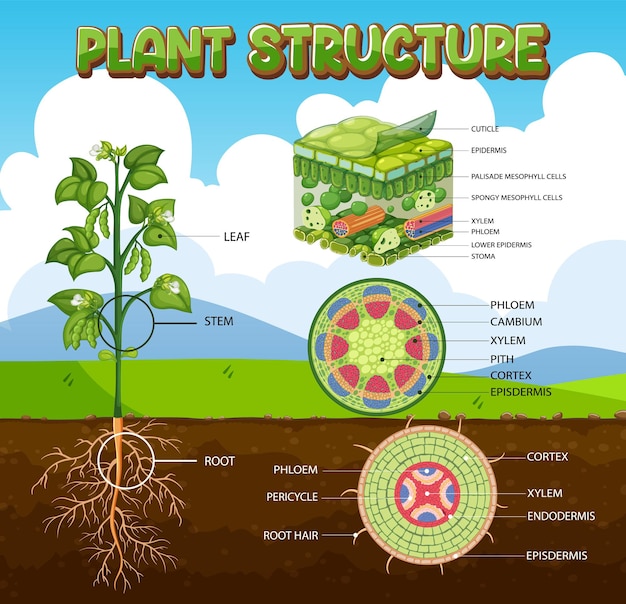 Vector internal structure of plant diagram
