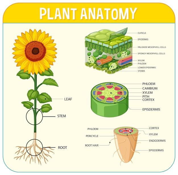 Vector internal structure of plant diagram