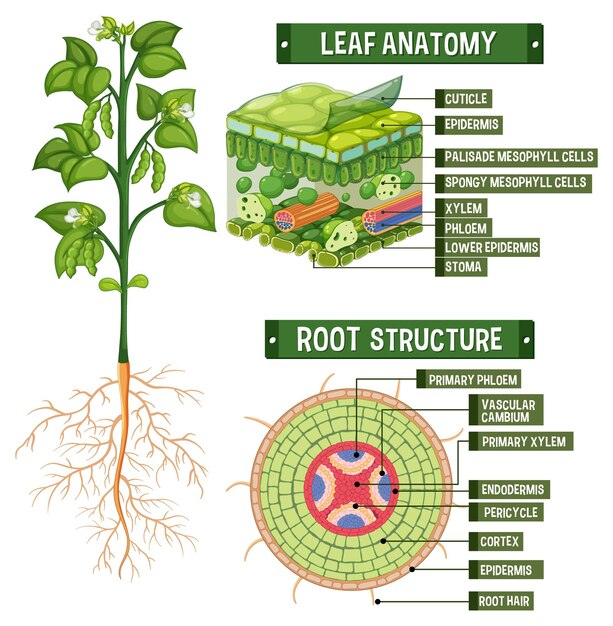 Vector internal structure of plant diagram