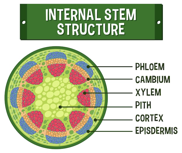 Vettore struttura interna del diagramma dello stelo