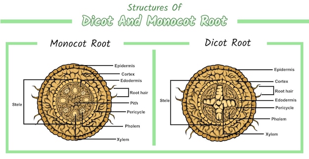 Vector internal structures of monocot root and dicot root