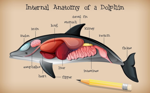 Interne anatomie van een dolfijn