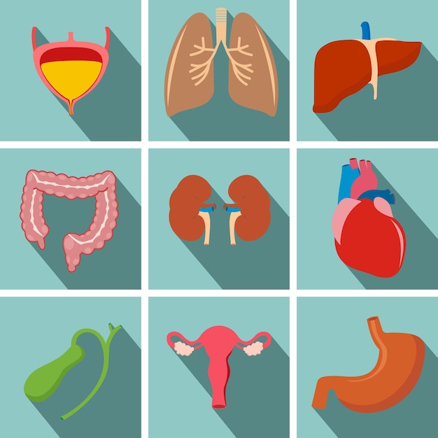 Interne menselijke organen platte lange schaduw pictogrammen instellen met hart baarmoeder longen lever nieren darm maag blaas vector