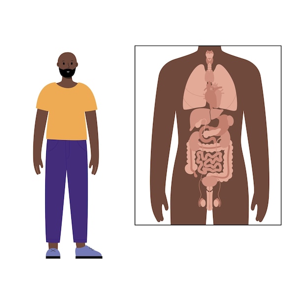 Interne organen in de anatomische poster van het menselijk lichaam en het karakter van de zwarte man ernaast.