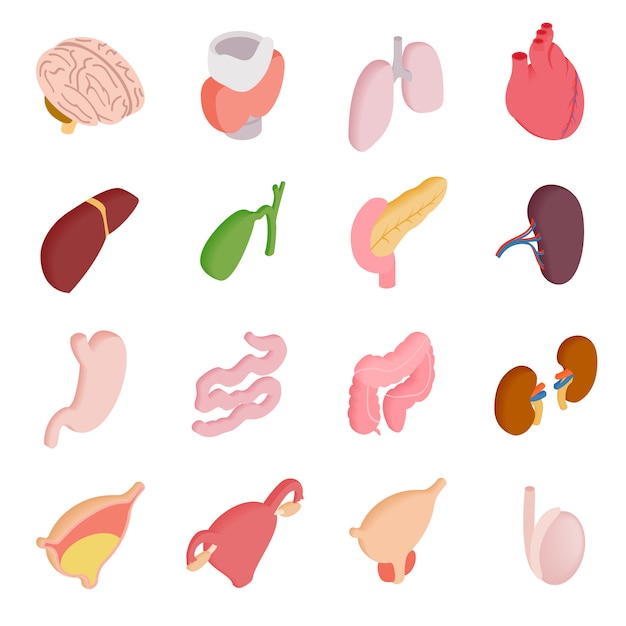 Interne organen isometrische 3D-pictogrammen