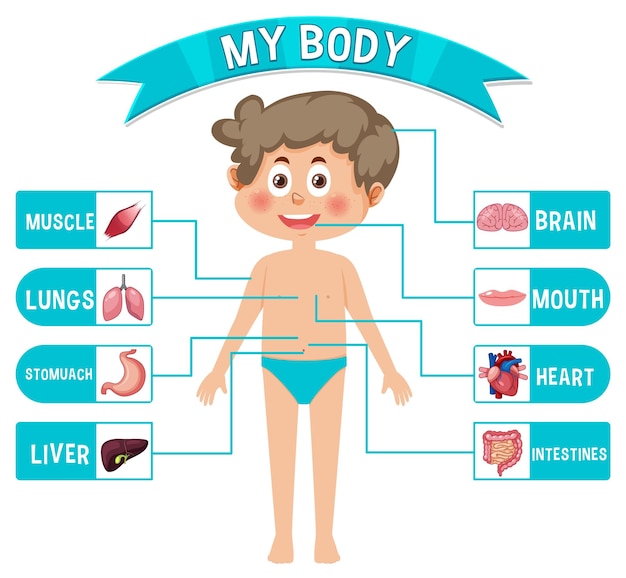 Vector interne organen van het lichaam voor kinderen