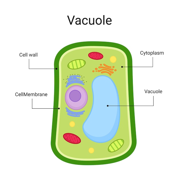 Interne structuur van het ontwerp van de vacuole