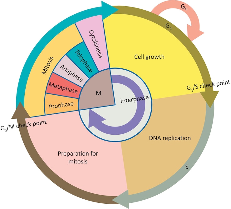 Premium Vector Biology Diagrams