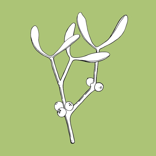 Vector interpretation of viscum album plant on a green background