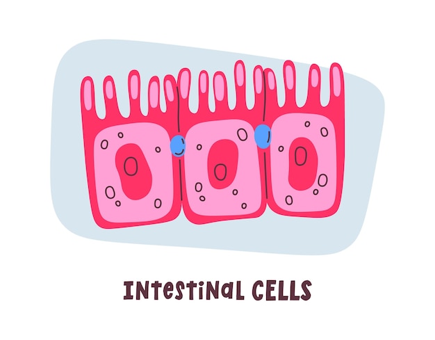 Vector intestinal human cells