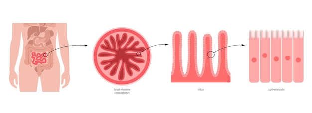 Vettore diagramma dei villi intestinali. superficie delle pareti intestinali. sezione trasversale dell'intestino tenue