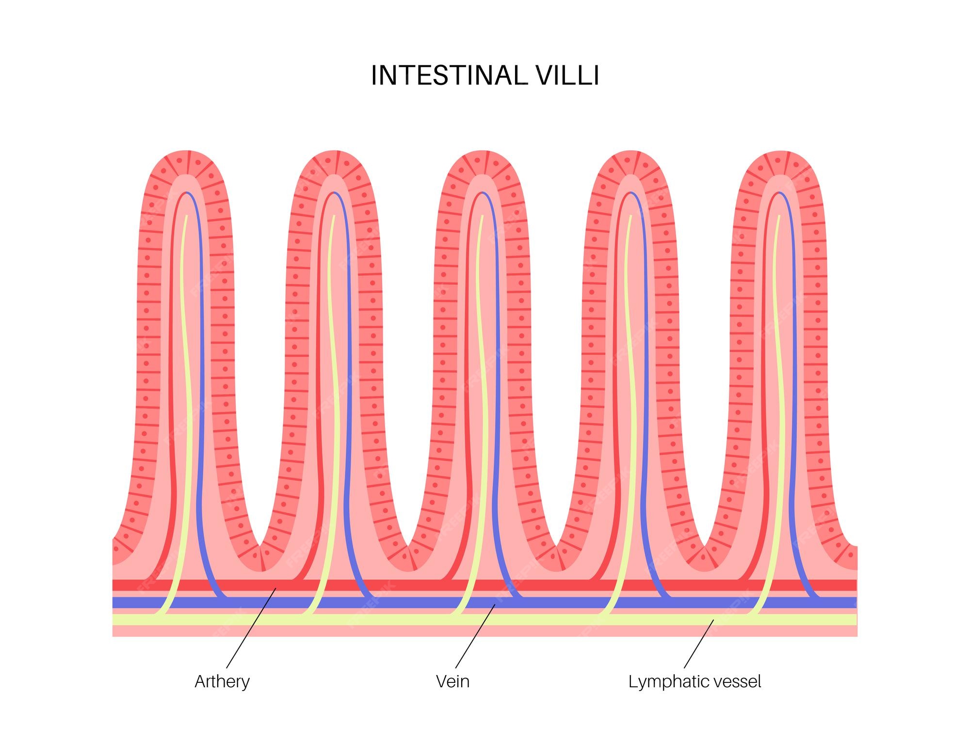 Premium Vector | Intestinal villi diagram. surface area of intestinal
