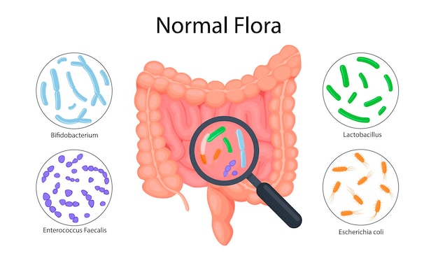 Vector intestine anatomy intestinal microflora infographics