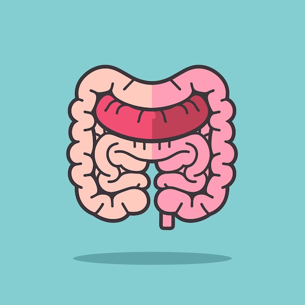 Intestine colon organ cartoon vector illustration