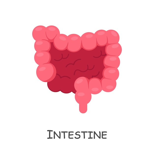 人間の腸漫画デザイン分離ベクトル
