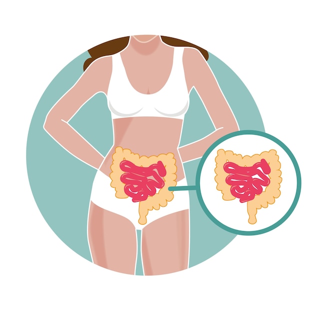 Vista dell'organo dell'intestino nel corpo femminile