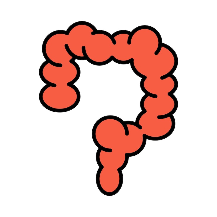 Vector intestine set icon large intestine digestive system colon bowel health anatomy medical illustration digestion red color