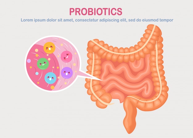 Intestini, flora intestinale su sfondo bianco. apparato digerente, tratto con batteri carini, probiotici, virus, microrganismi. medicina, concetto di biologia. colon, intestino