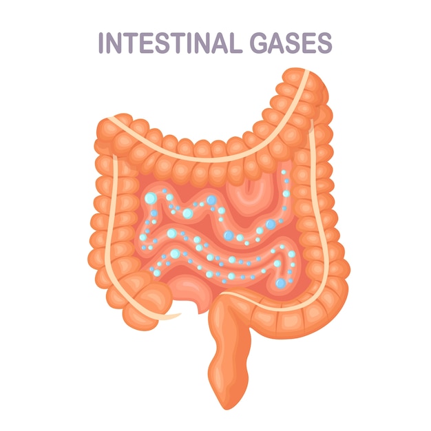 腸、背景にバブルと腸。消化器系、腸ガスのある管。膨満感、胃炎。消化器系の問題。医学、生物学の概念。結腸、腸