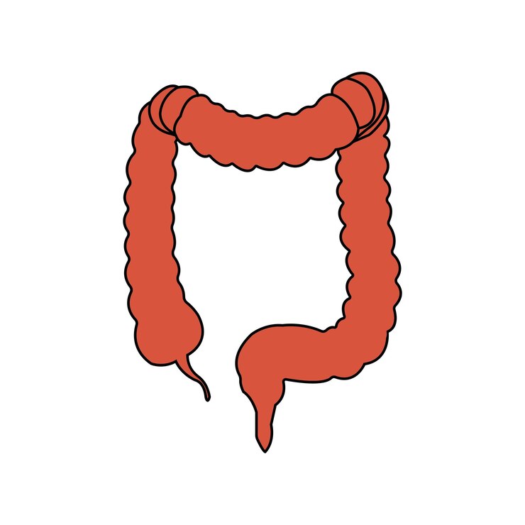 Vector intestines icon
