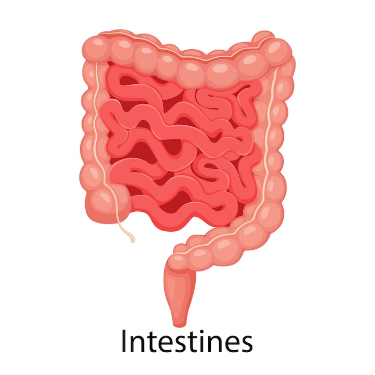 Vector intestines. realistic flat vector illustration of small and large intestine. human internal organ, digestive tract. vector illustration isolated on white background.