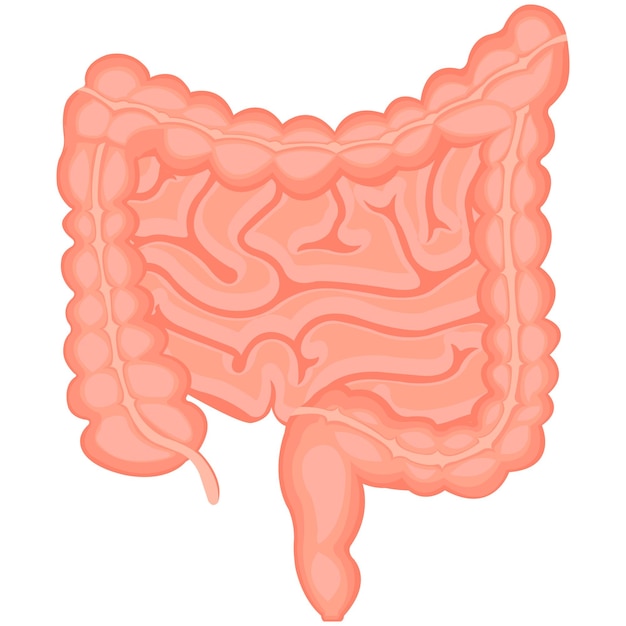 Intestines vector