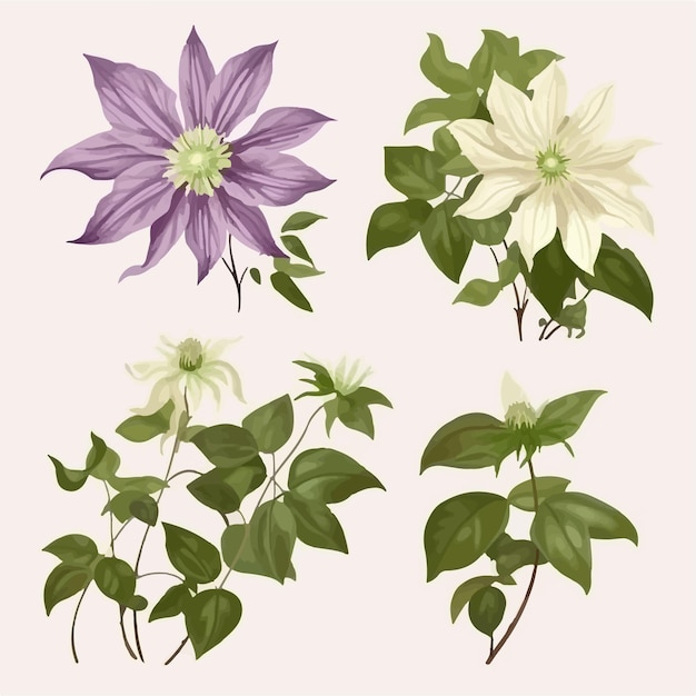 Vector intricate clematis flower drawing for coloring books