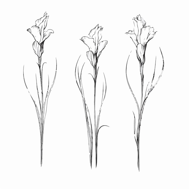 Intricate gladiolus illustration with fine details