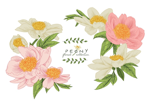 Invitation card. Peony flower drawings. 