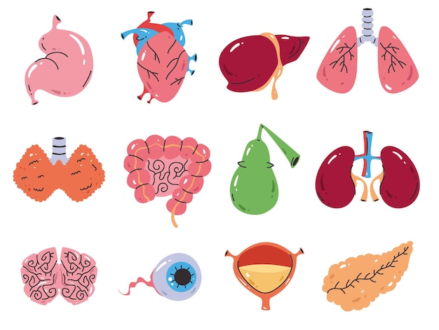 Inwendig orgaan menselijke anatomie lichaamsdeel lijntekeningen schets concept grafisch ontwerp