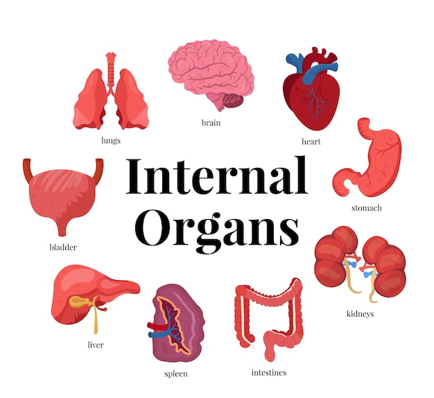 Vector inwendige organen illustraties set hersenen hart maag longen blaas lever milt en darmen en nieren lichaam anatomie biologie educatieve sjabloon voor spandoek