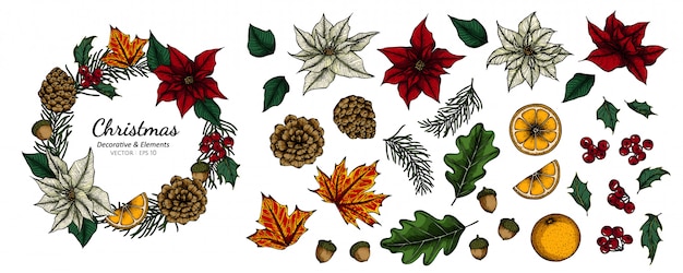 Vector inzamelingsreeks van kerstmis decoratieve bloem en bladeren die illustratie trekken.