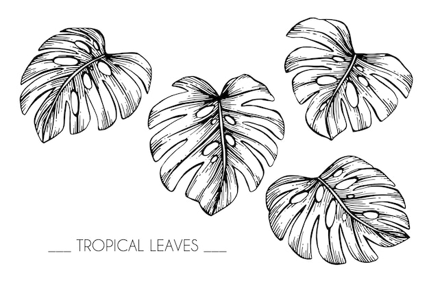 Inzamelingsreeks van Tropische bladeren die illustratie trekken.