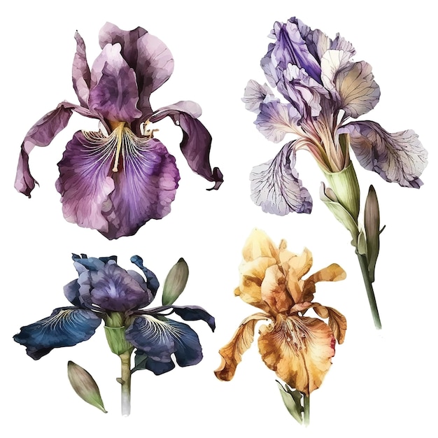 Iris bloem aquarel verf collectie