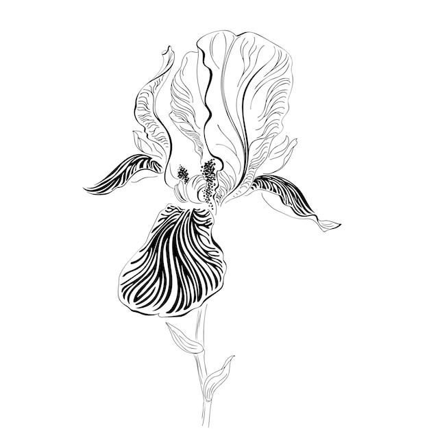 Iris flower. Black and white graphics