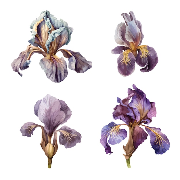 Iris flower clipart isolated vector illustration