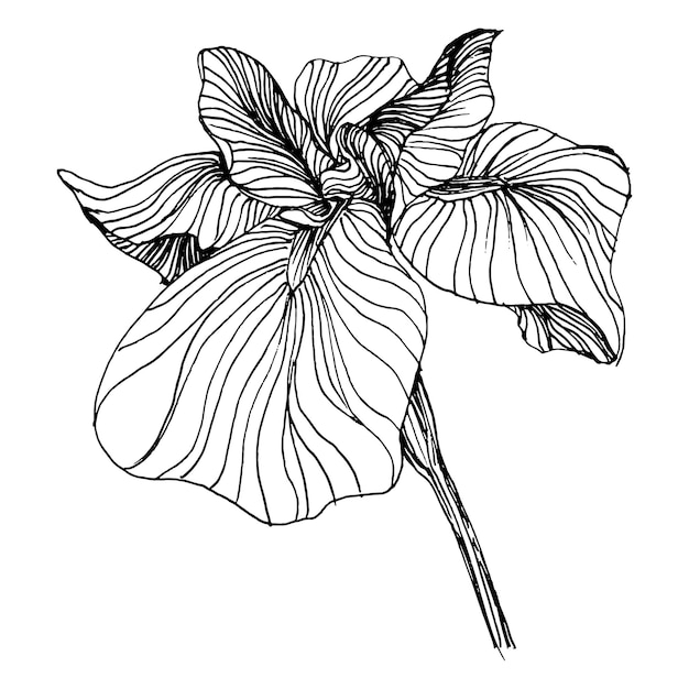 아이리스 꽃 꽃 식물 꽃 격리 된 그림 요소 배경 텍스처 래퍼 패턴 프레임 또는 테두리에 대 한 벡터 손 그리기 야생화
