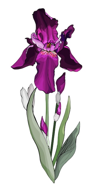 Vector iris flower illustration hand drawn